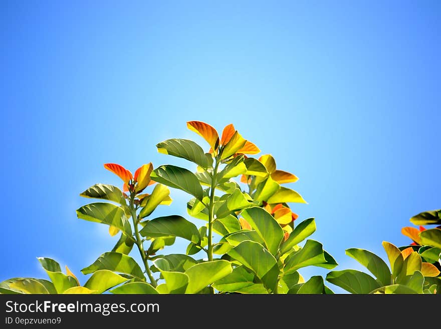 Green Leafed Plant during Daytime