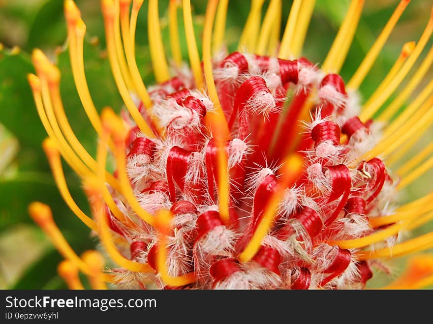 Yellow Red Petaled Flower