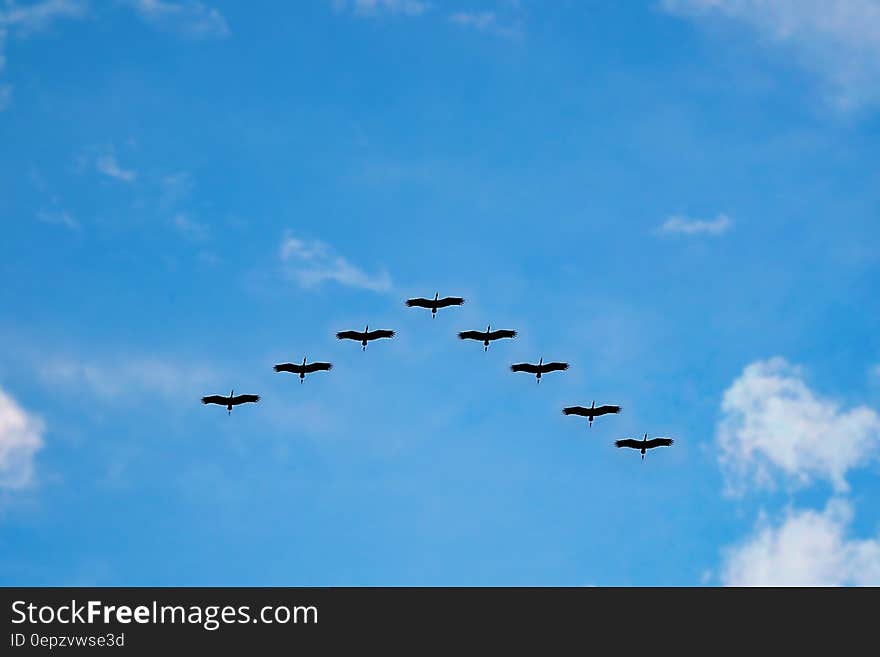 V Formation of Bird during Daytime