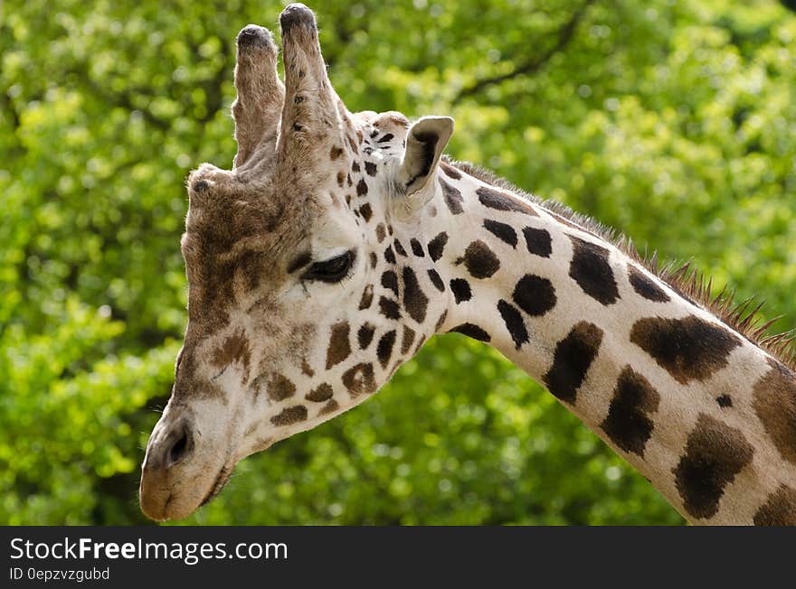 Beige and Black Giraffe Photo