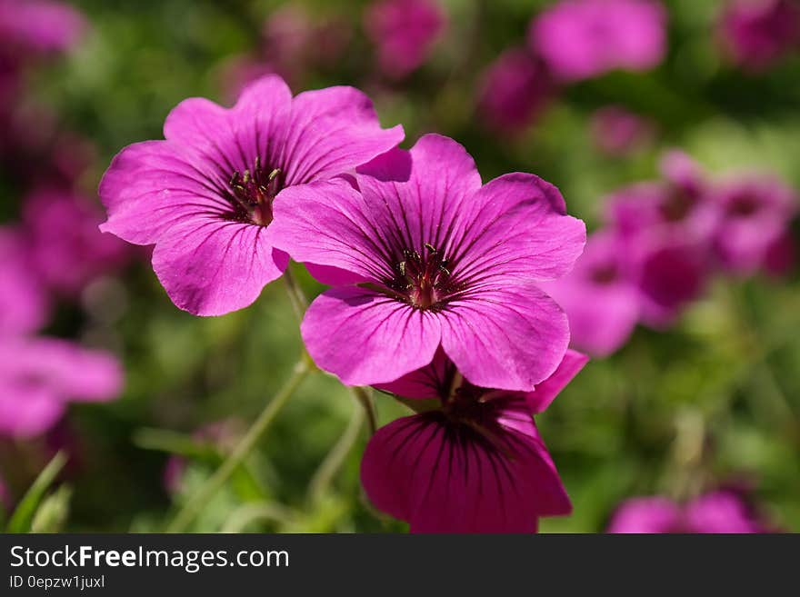 Purple Flowers