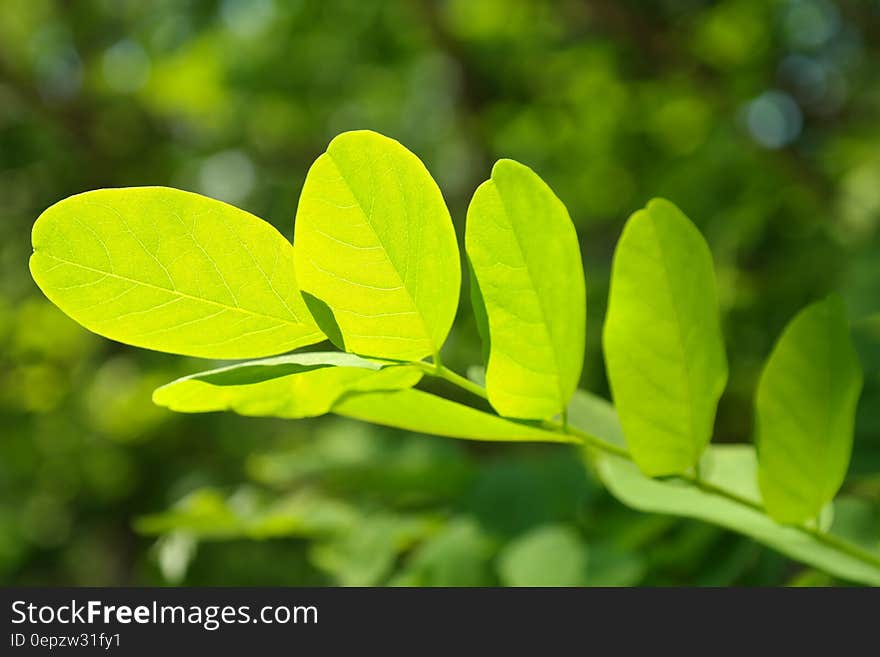 Green Outdoor Plant