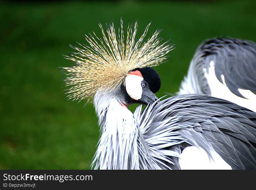 Grey White and Black Bird