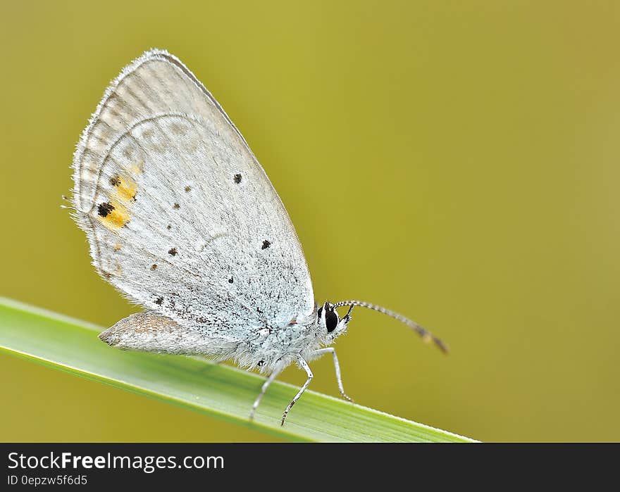 Grey Butterfly on Green Stem