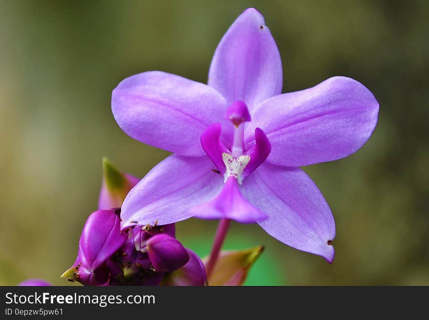 Purple and White Flower Illustration