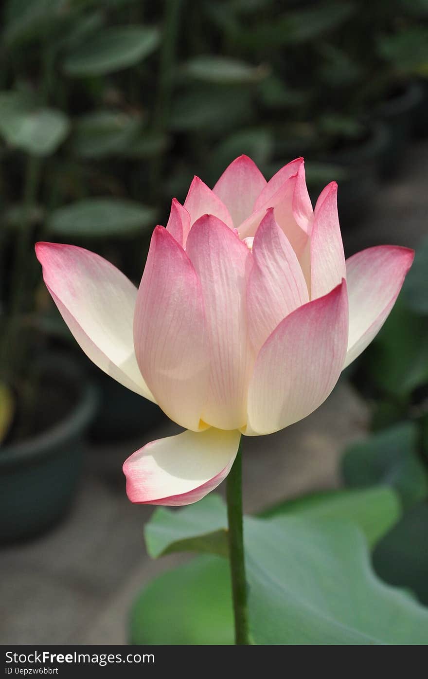 White and Pink Flower