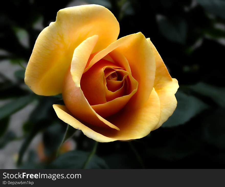 Yellow Rose Close Up Photography