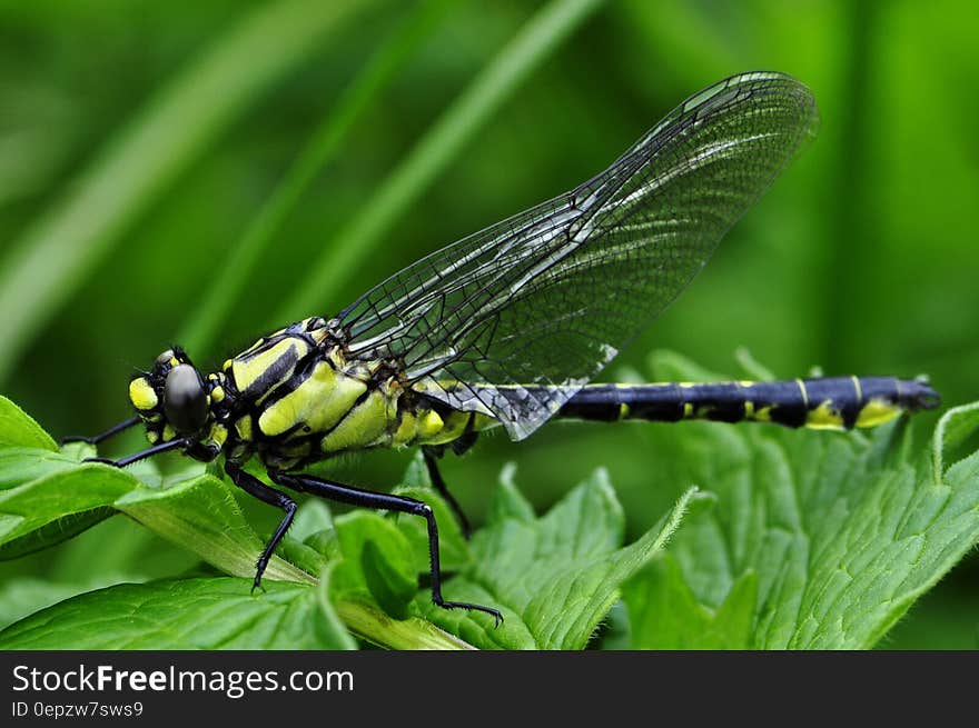 Black and Yellow Dragonfly on Green Leaf Plant