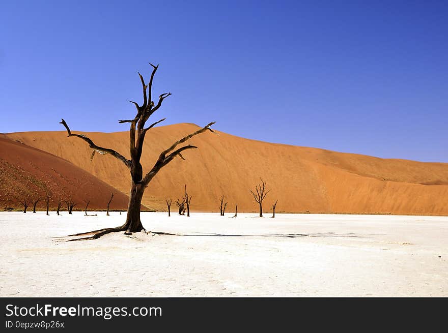 Brown Leafless Tree on Sandy Soil during Daytime