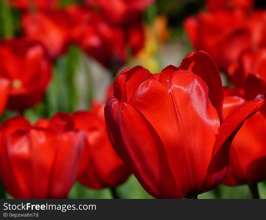 Red Petaled Flower