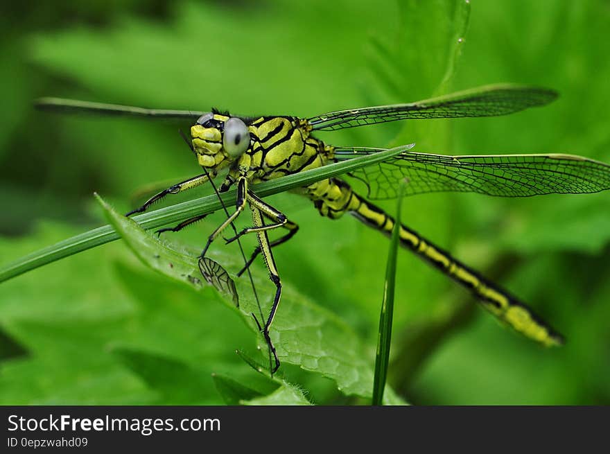 Green and Black Dragonfly on Green Leaf during Daytime