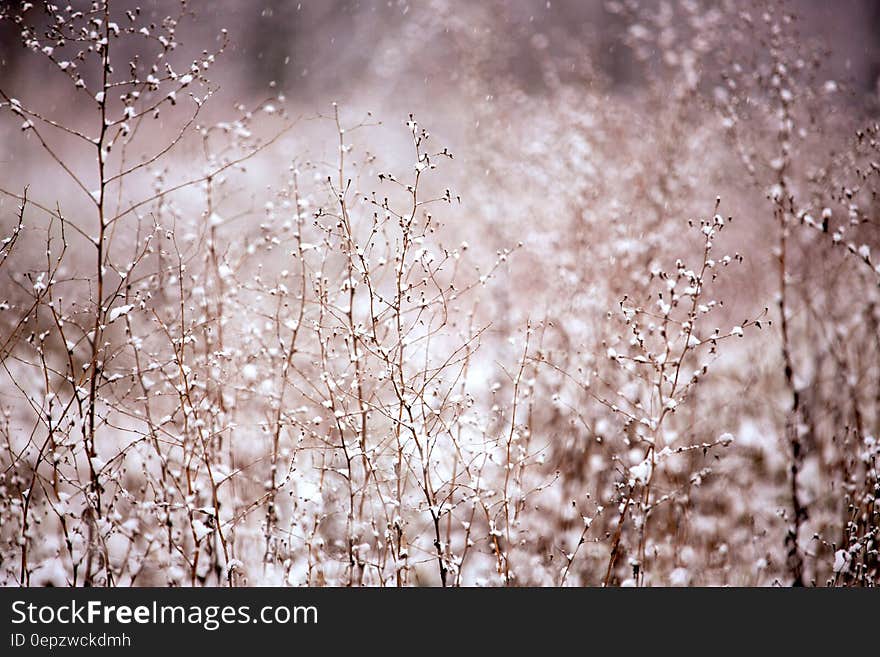 Scenic view of snow covered bush in winter.