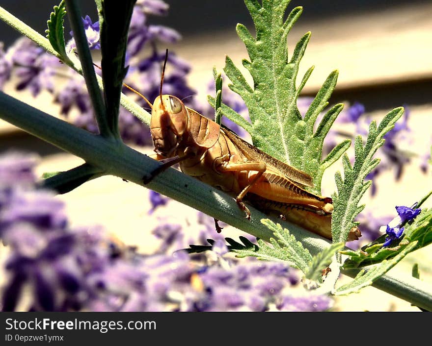 Brown Locust on Green Plant Stem during Daytime