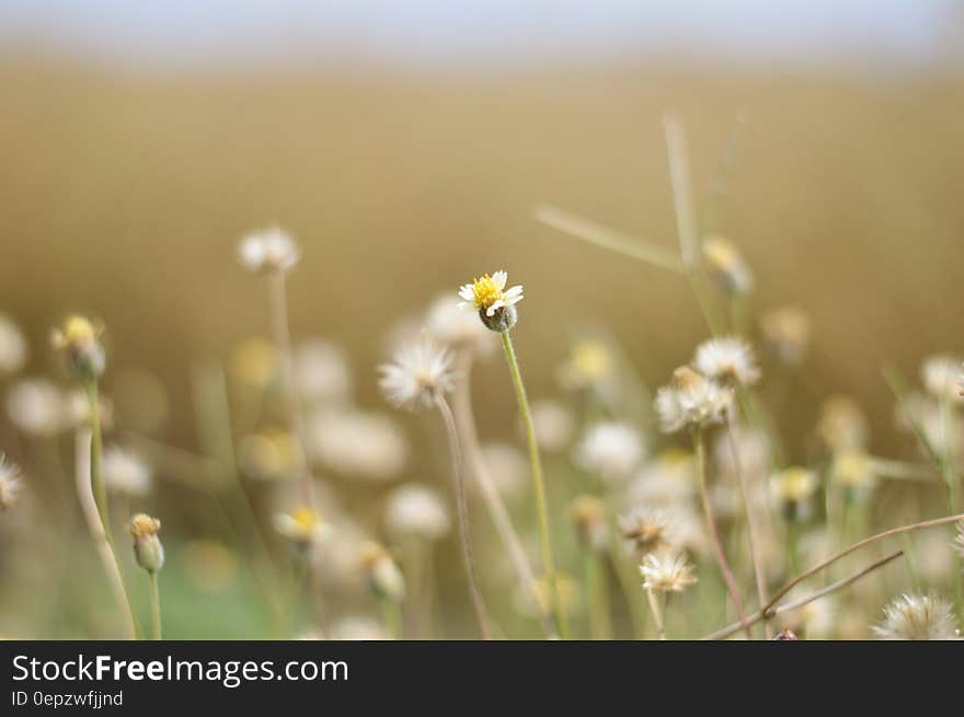 White Flowers Field