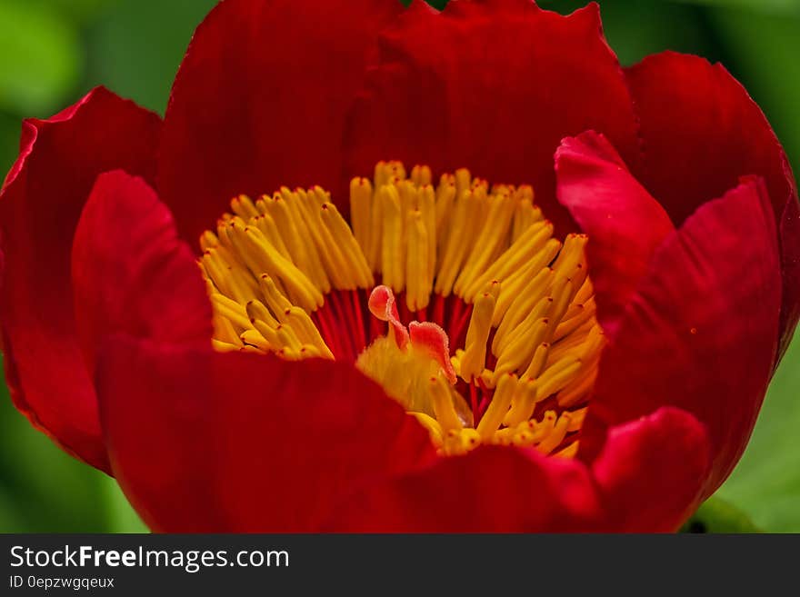 Red flower in bloom with yellow stamen.