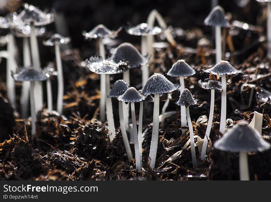 Grey Small Mushroom on Brown Soil