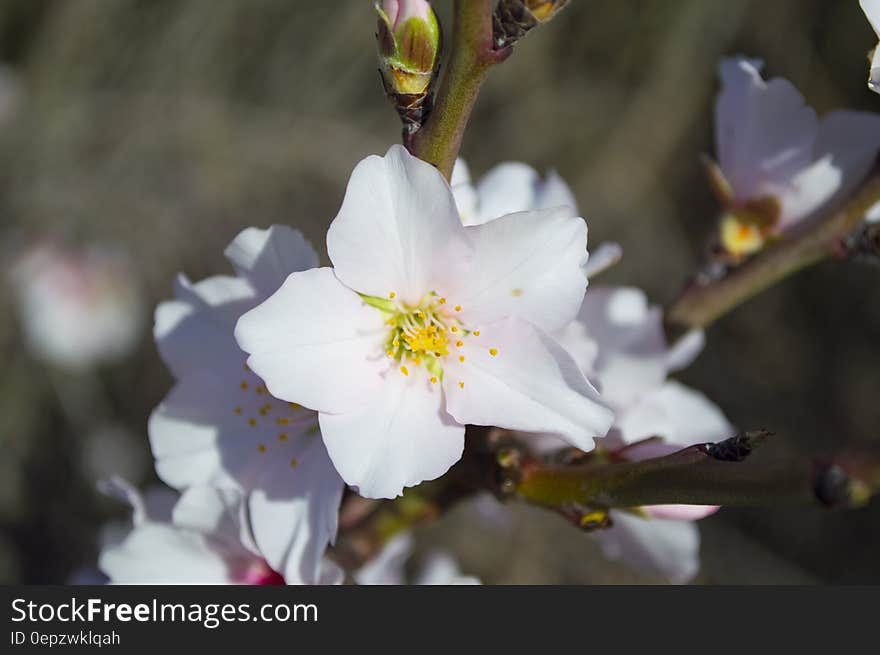 White 5 Petaled Flower during Daytime