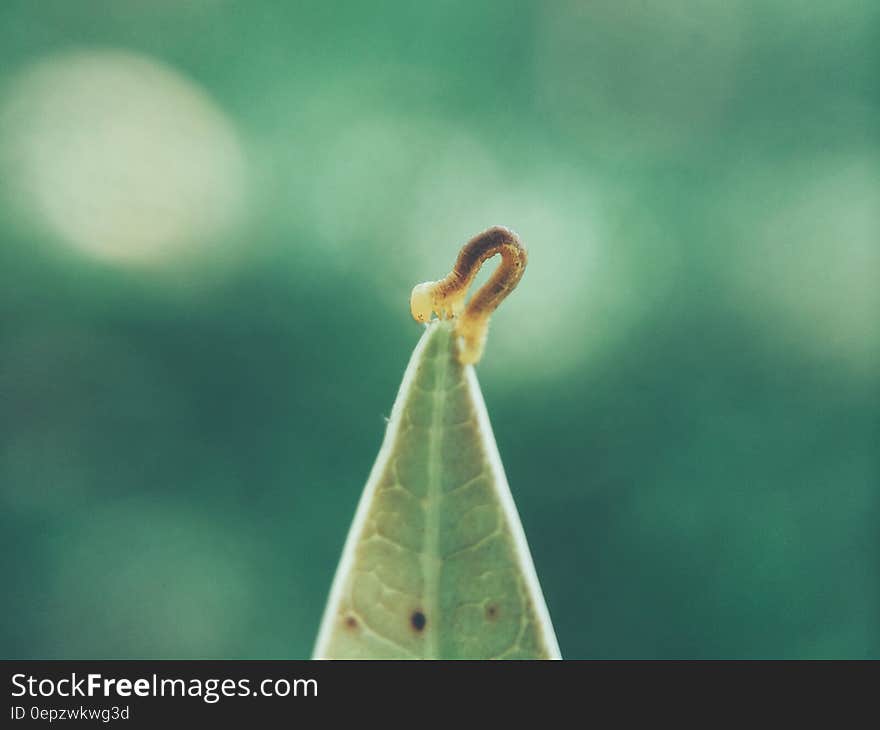 A close up of a maggot on a green leaf. A close up of a maggot on a green leaf.