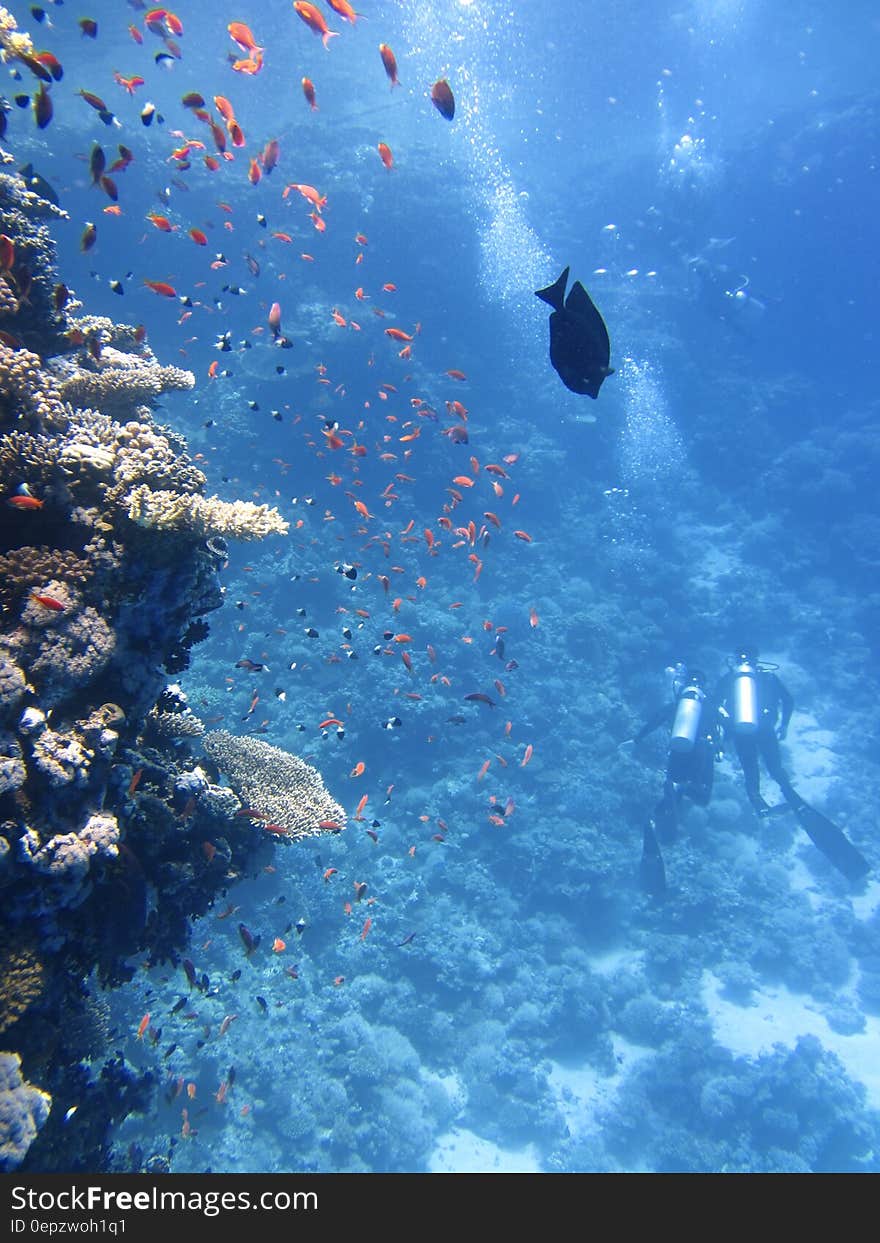 2 Divers on Sea Ground