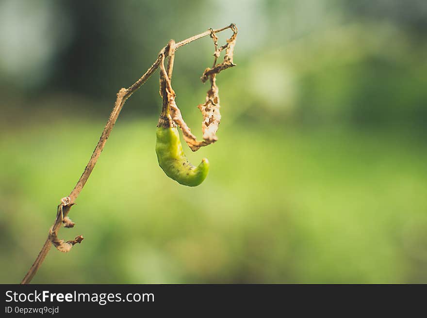 Green Pepper