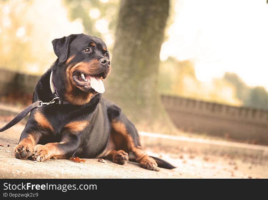 Black and Brown Short Coat Dog Lying on the Ground