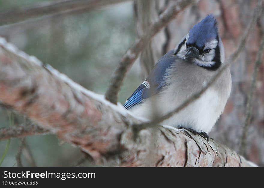 White Blue and Black Bird on Brown Tree Branch