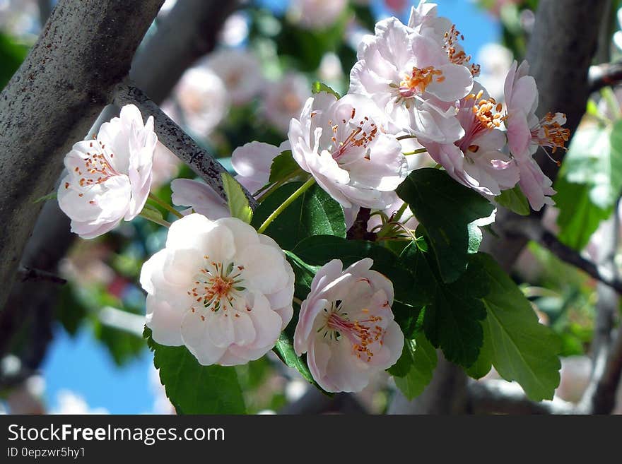 Grey Tree Branch With Green Leaves and White Flowers Blooming during Daytime