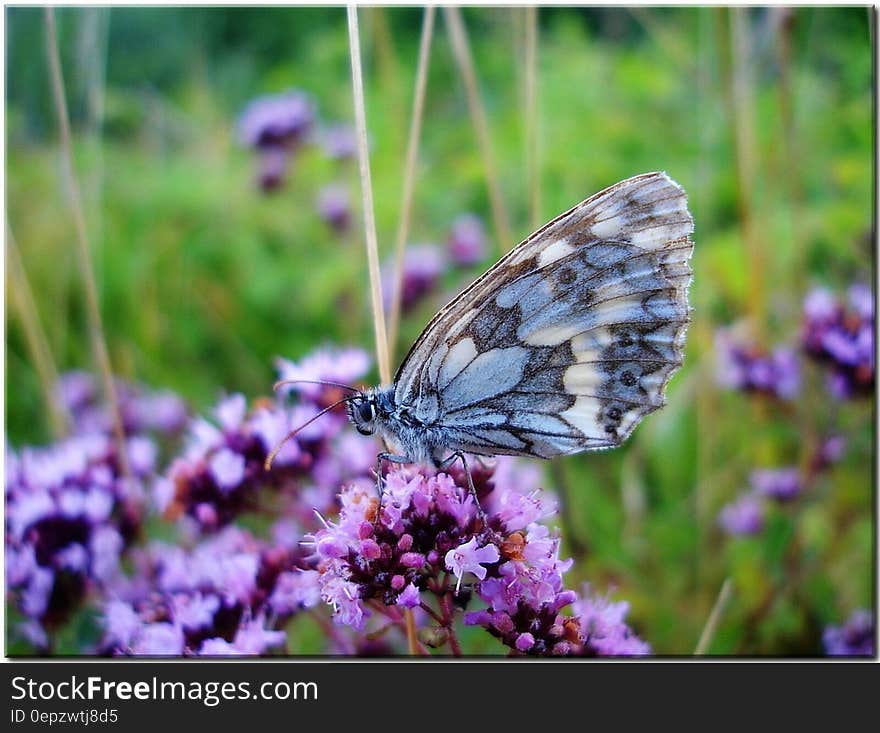 Grey and Blue Butterfly on Purple Flower during Daytime