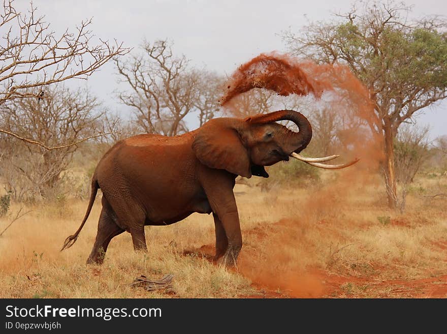 An African elephant throwing dirt over itself. An African elephant throwing dirt over itself.