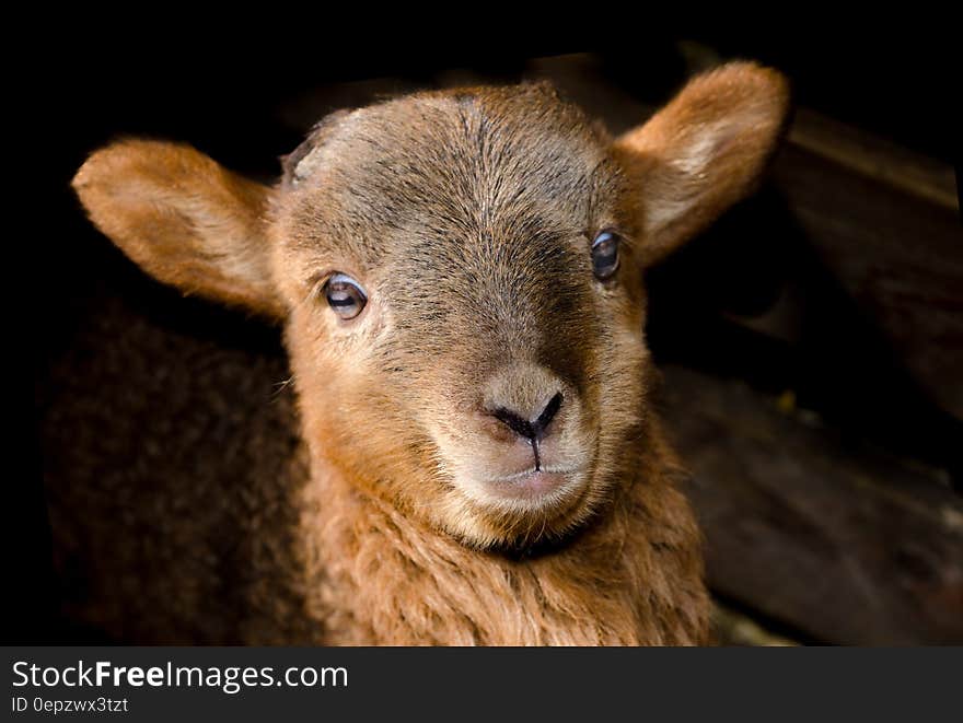 Brown Sheep Close Up Photography