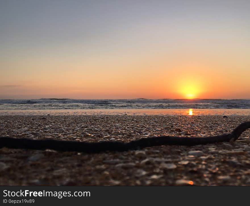 Black Wooden Branch during Sunset