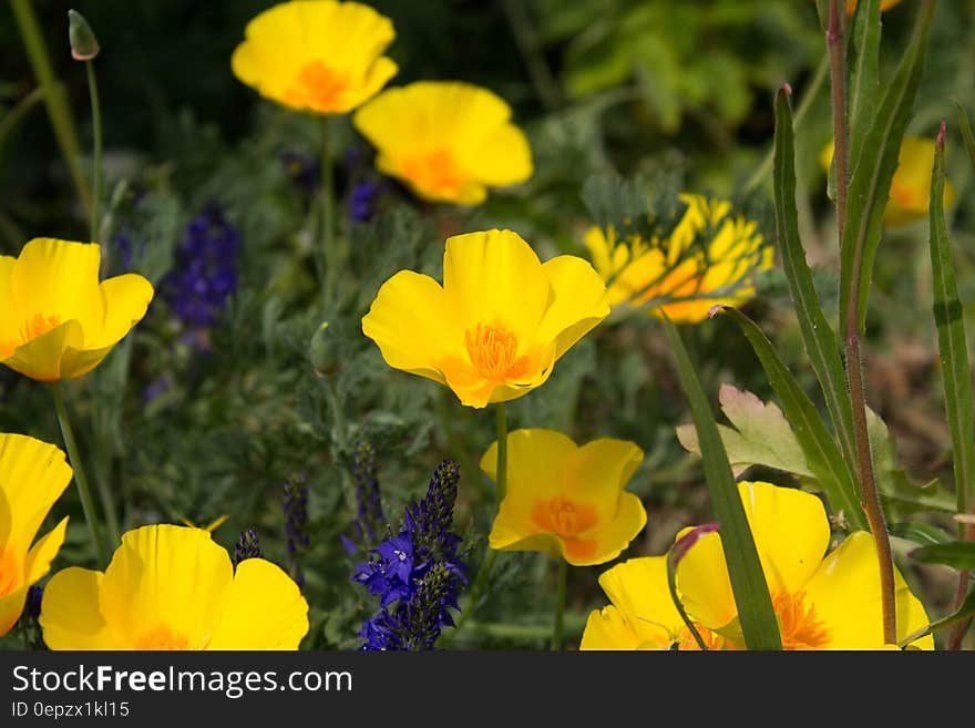 A close up of small yellow flowers in the ground.