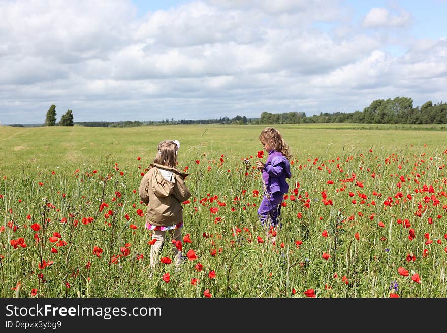 Girl in Purple Zip Up Hoodie Holding a Red Flower Near on a Girl in Brown Hoodie Surrounded by Re Petaled Flower