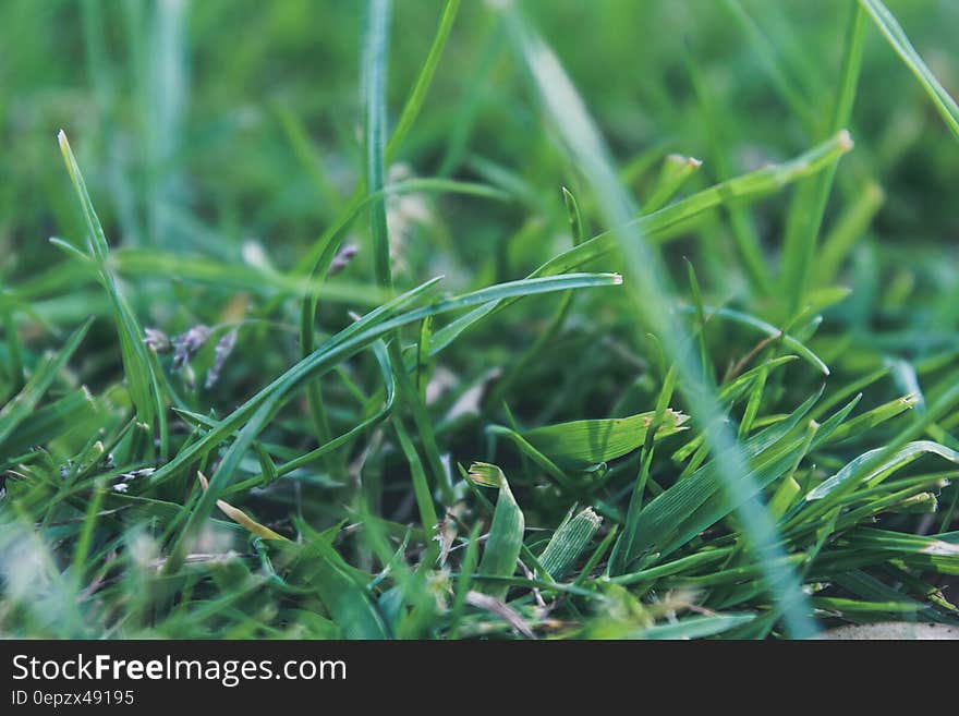 Fresh green grass close up.