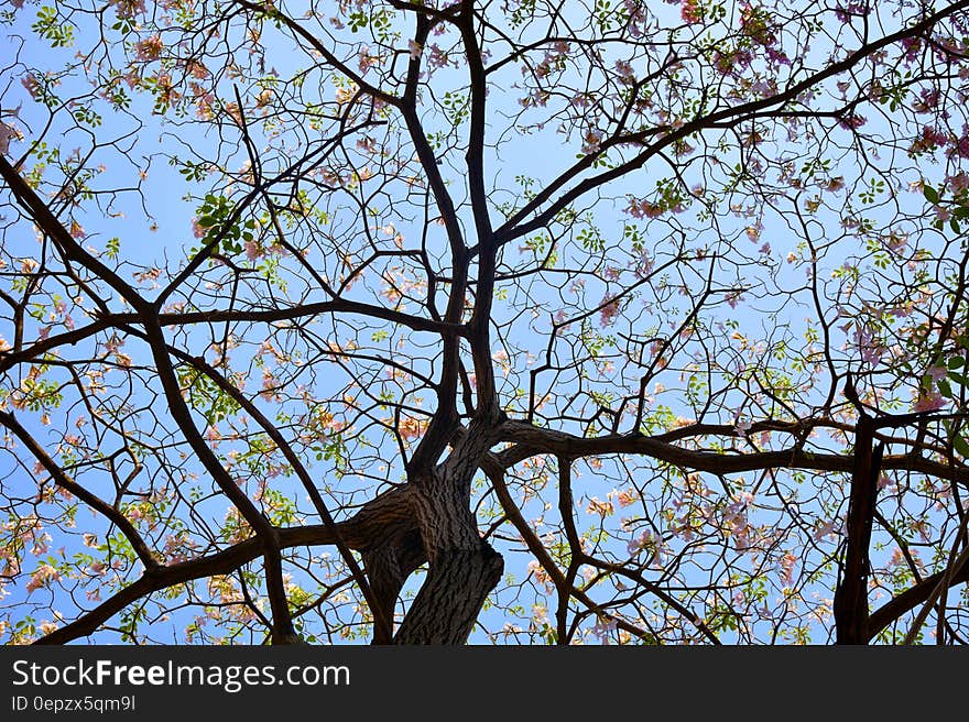 Brown Dress With Brown and Green Leaf Tree