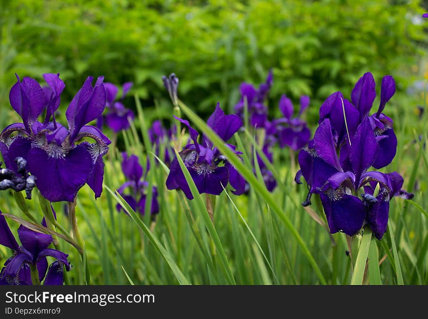 A flower bed with violet iris flowers.