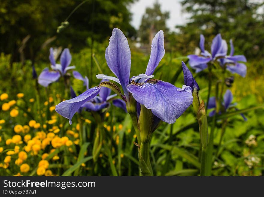 A bunch of blue iris flowers in a garden.