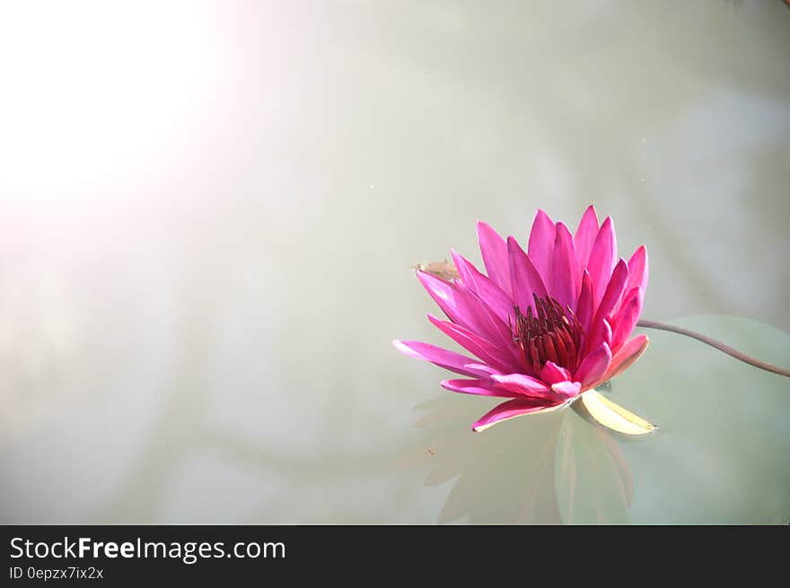 Pink Lutos Flower