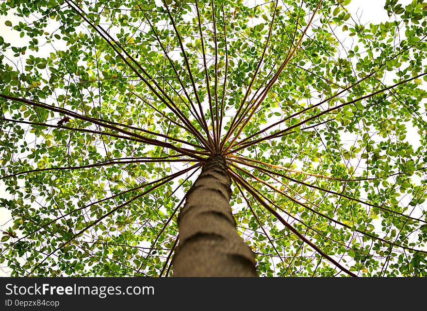 Bottom View of Green Leaved Tree during Daytime