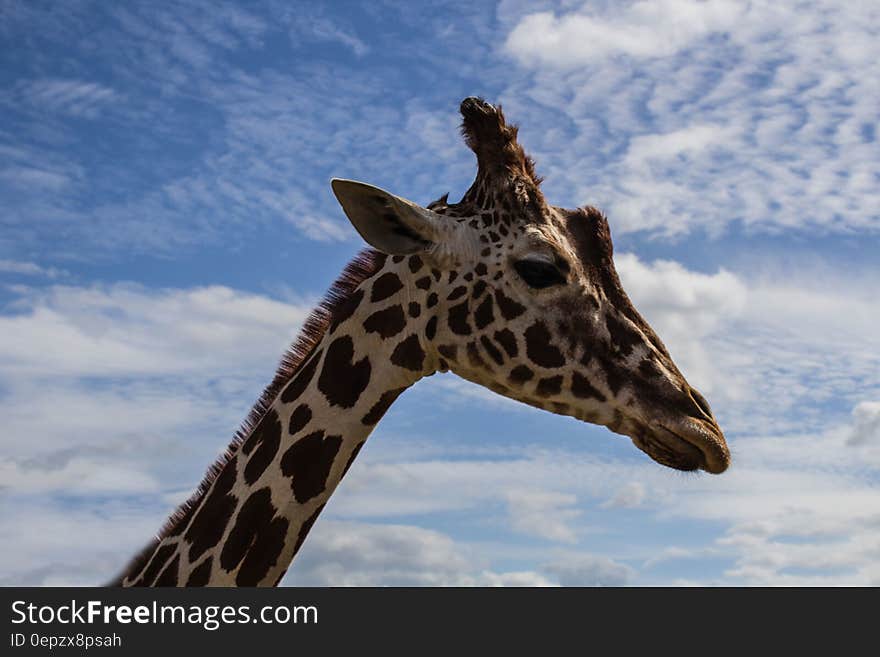 A giraffe standing under blue skies with clouds. A giraffe standing under blue skies with clouds.