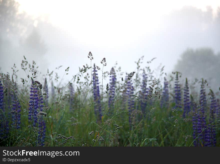 Purple Leupins Besides Green Plant