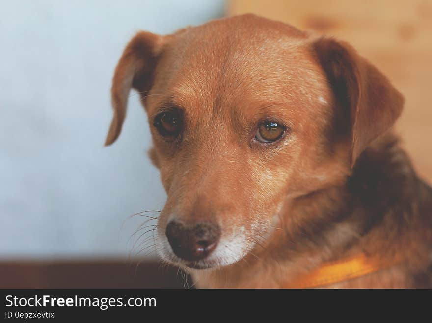 Brown and Black Short Coat Dog