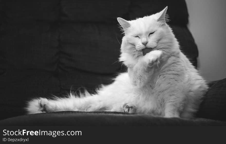 A white cat washing itself on a sofa.