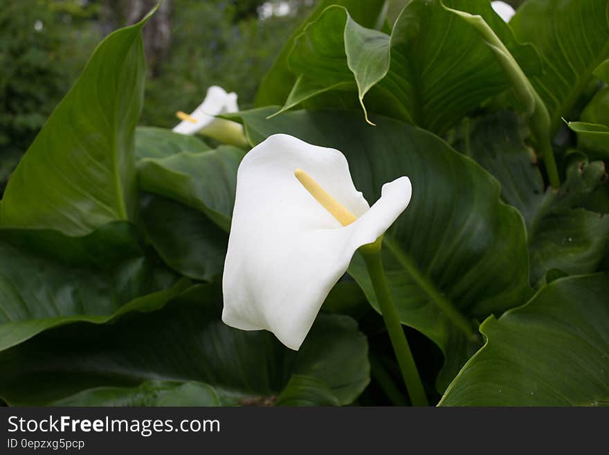 White calla flowers with green leaves.