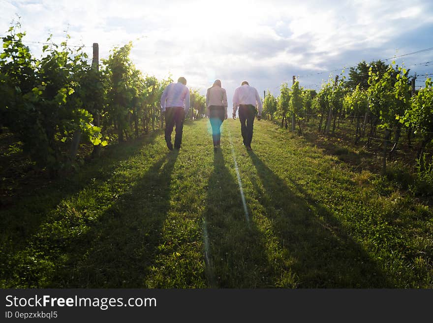 3 Person Walking on Green Grass Between Green Plants at Sunrise