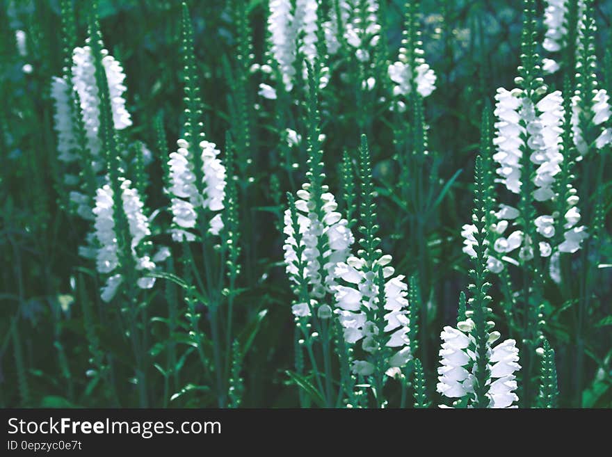 Group of white flowers in bloom with green stems.