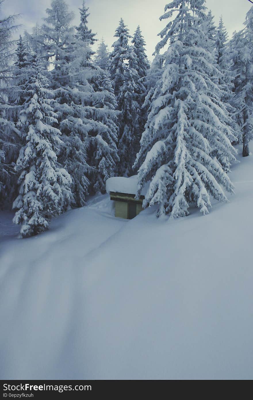 Green Trees Covered by Snow