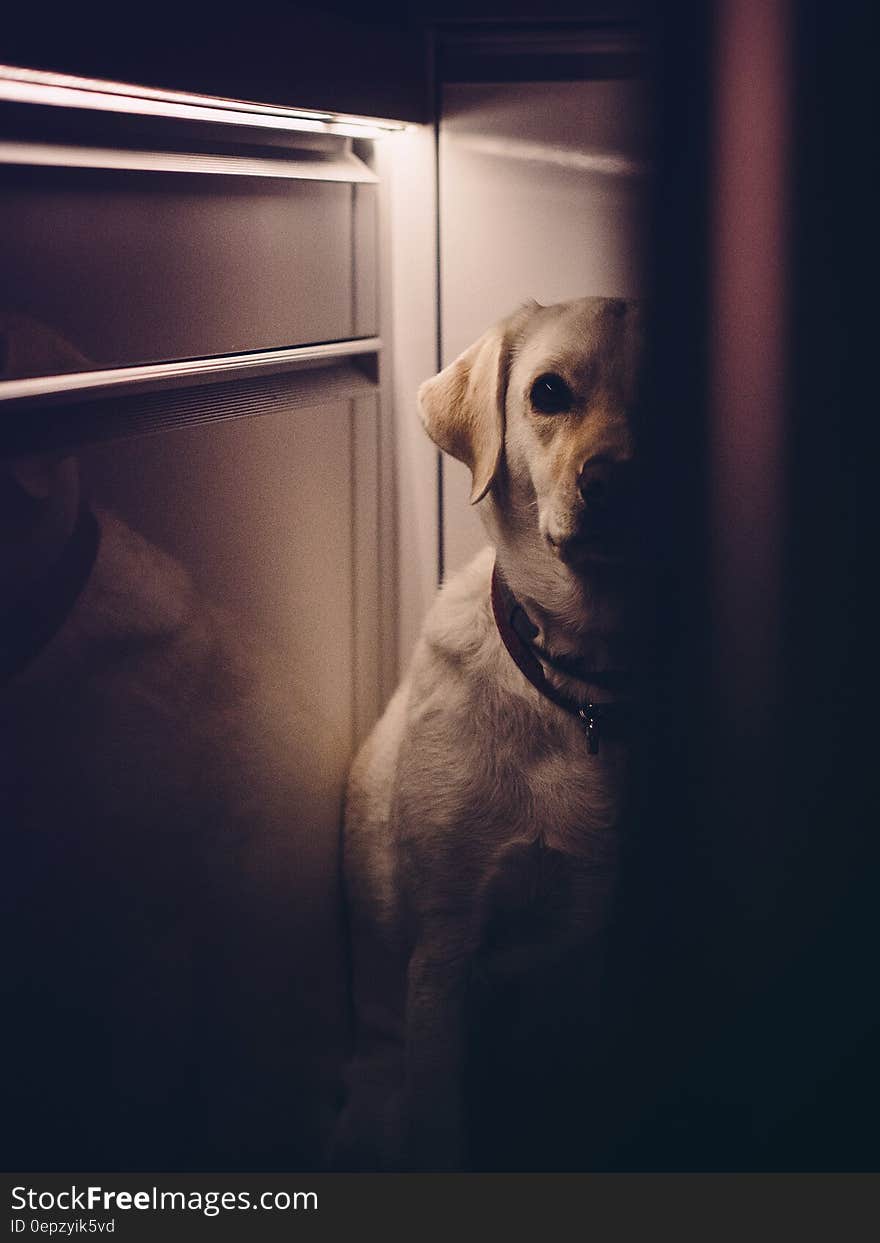 Pet dog hiding in a house looking around corner.