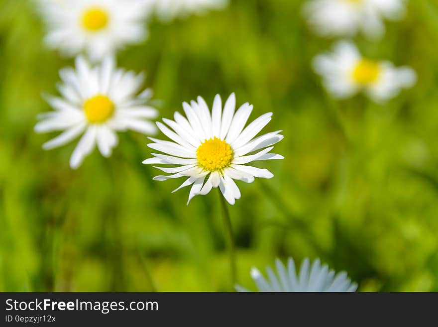 Close Up Photo of White Petal Flower