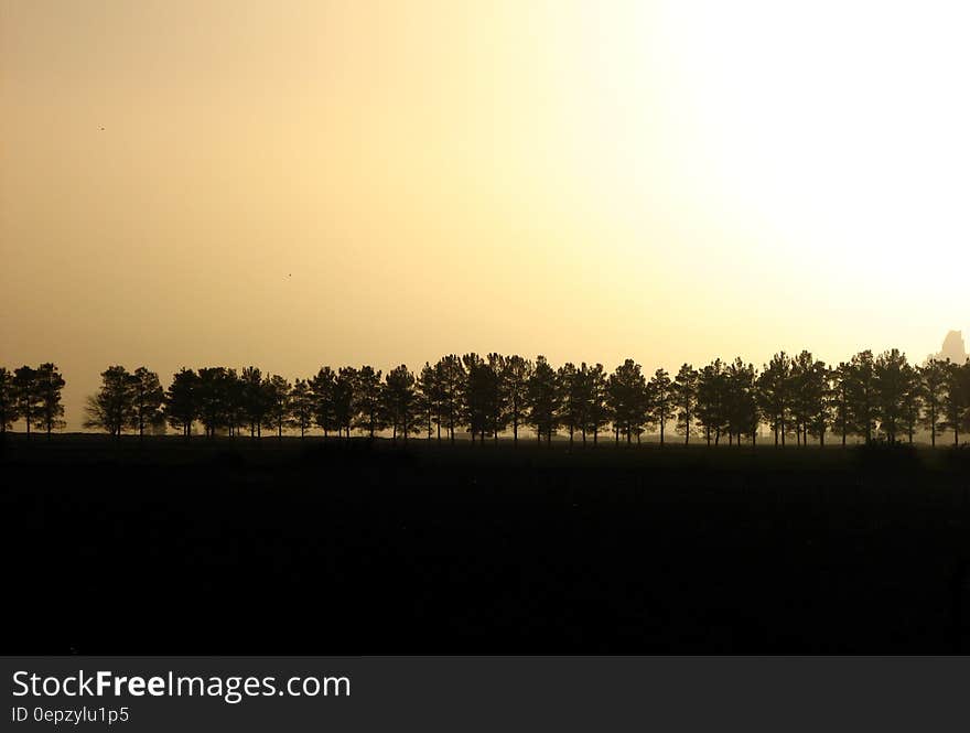 Trees With Foggy Mid Air